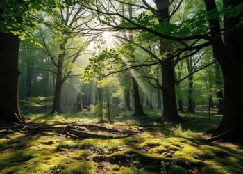 Oração do Dia: Salmo 90 para Abençoar Seu Dia