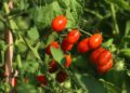 Guia Prático para Cultivar Tomate Cereja em Casa com Sucesso