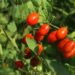 Guia Prático para Cultivar Tomate Cereja em Casa com Sucesso