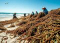 Invasão de algas em Marbella ameaça turismo da Costa del Sol