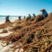 Invasão de algas em Marbella ameaça turismo da Costa del Sol