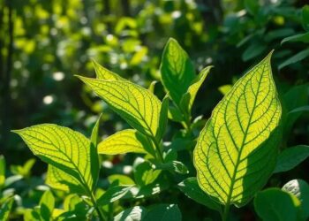 Benefícios do chá de tanchagem: conheça suas propriedades e cuidados